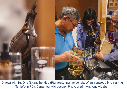 Phoenix College alumna Olneya Fong works with mentor Dr. Eddie Ong in Phoenix College's Center of Microscopy and her father, an Ecological Landscape Designer to measure the density of an ironwood carving.  Olneya is named after the Ironwood tree. .